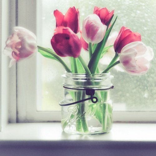 tulipanes01