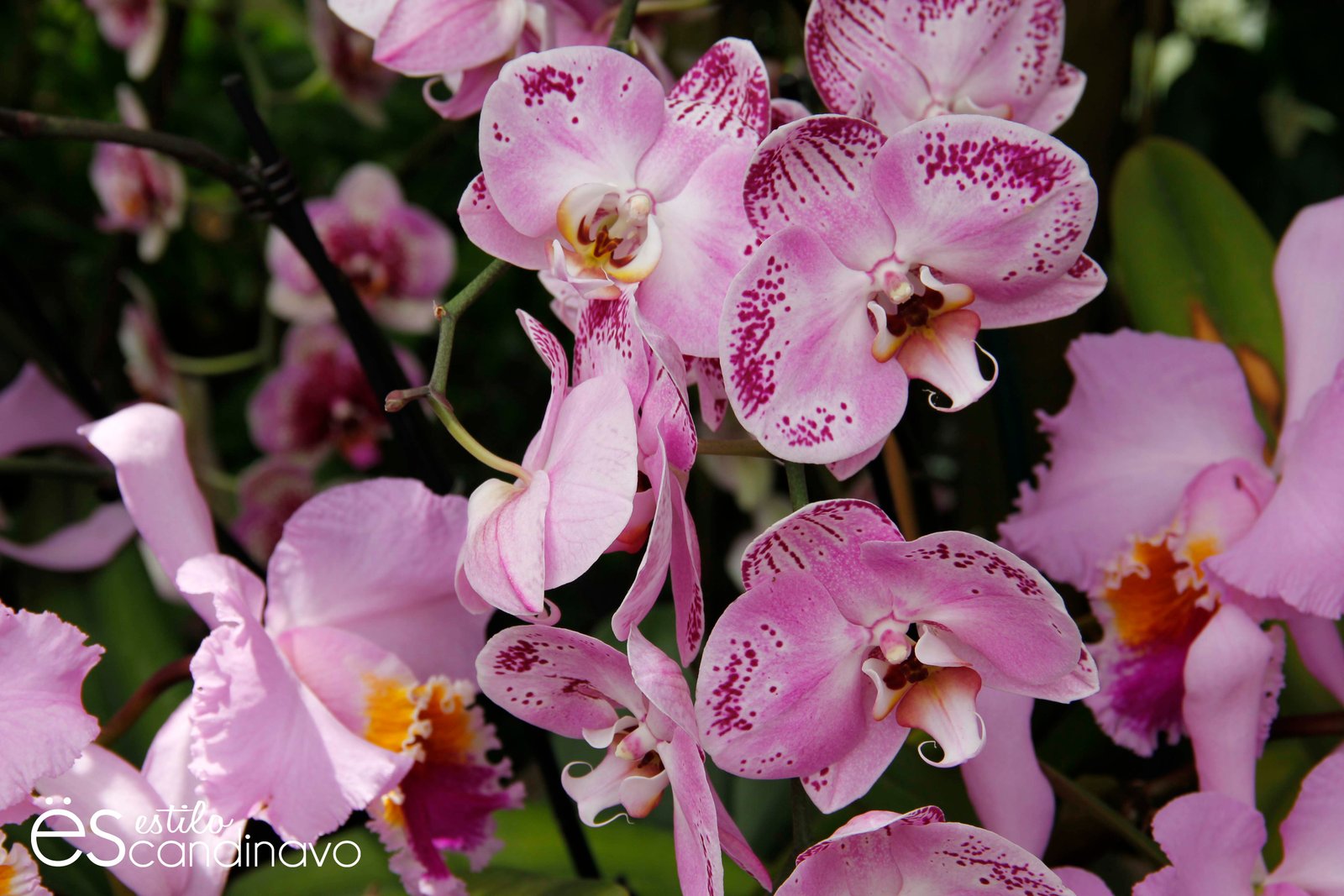 isla-de-las-flores14