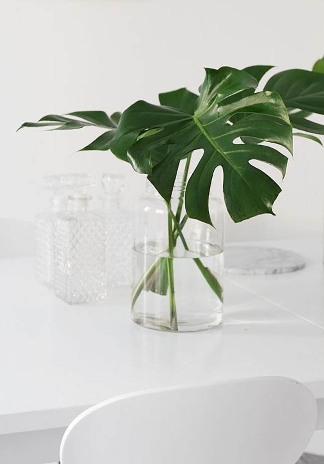 planta-costilla-de-adan-03