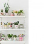 Decorar con cactus