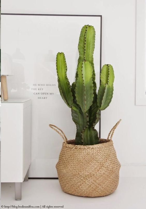 plantas-grandes-09