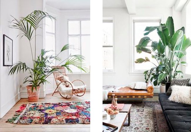 plantas-grandes-10